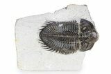 Bargain, Coltraneia Trilobite Fossil - Huge Faceted Eyes #341298-1